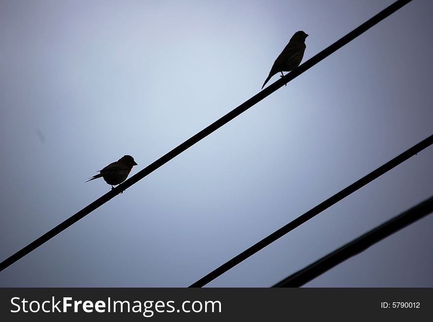 Two small birds sitting on power lines. Two small birds sitting on power lines.