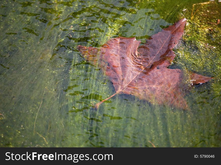 A fallen leaf in a mossy stream. A fallen leaf in a mossy stream.