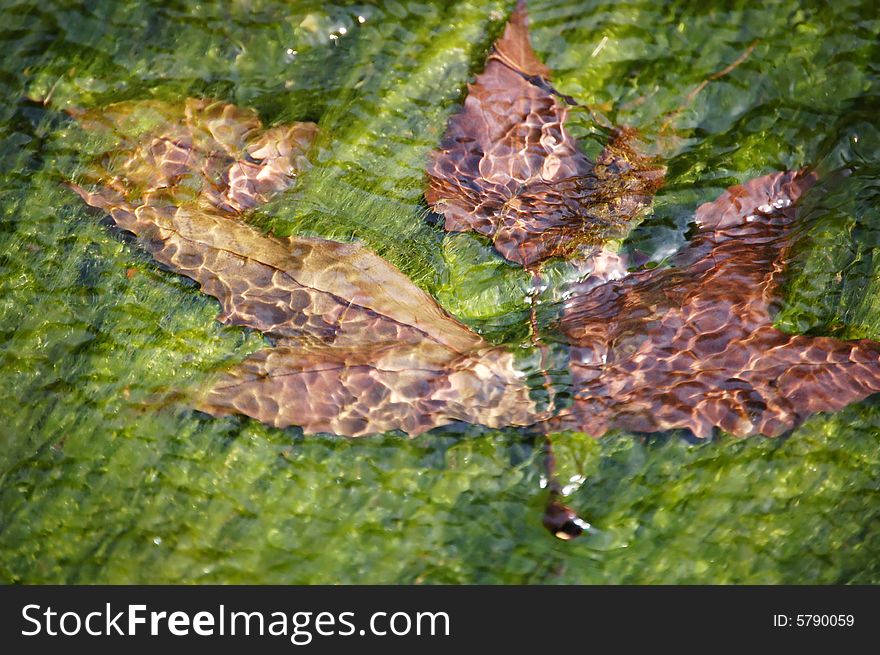 A fallen leaf in a mossy stream. A fallen leaf in a mossy stream.