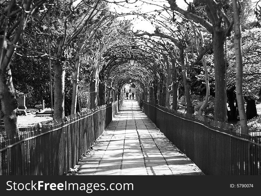 Walkway through clifton village churchyard in bristol UK with trained arbor of arching trees. Walkway through clifton village churchyard in bristol UK with trained arbor of arching trees