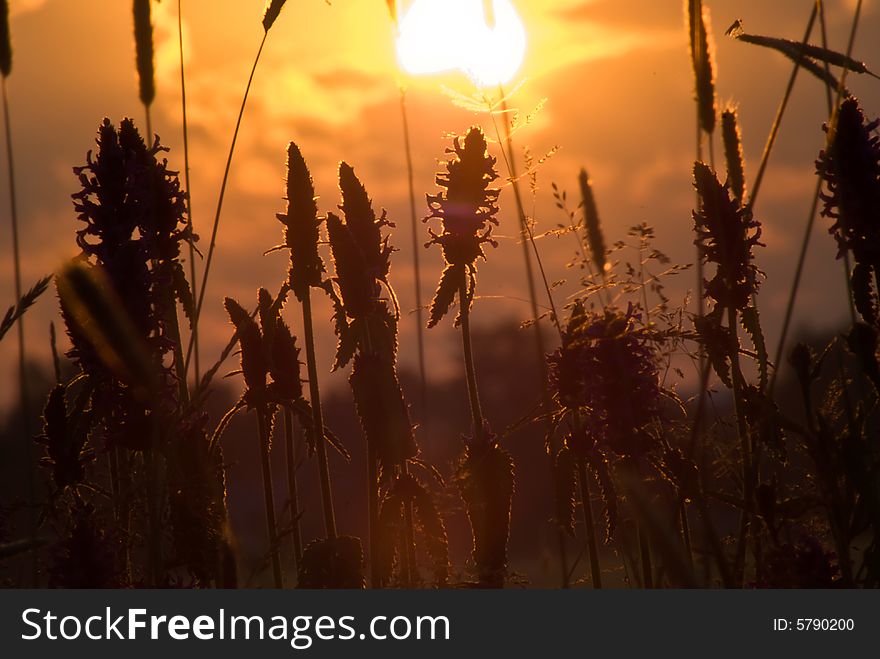Simple, soft photo. Classic theme - sunset on a field, Its high-quality, and very useful photo. Simple, soft photo. Classic theme - sunset on a field, Its high-quality, and very useful photo.