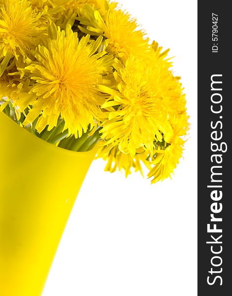 Closeup dandelions in the glass vase with white background, copy space for the text
