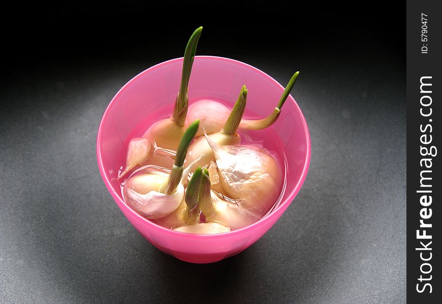 A cup of garlic sprout