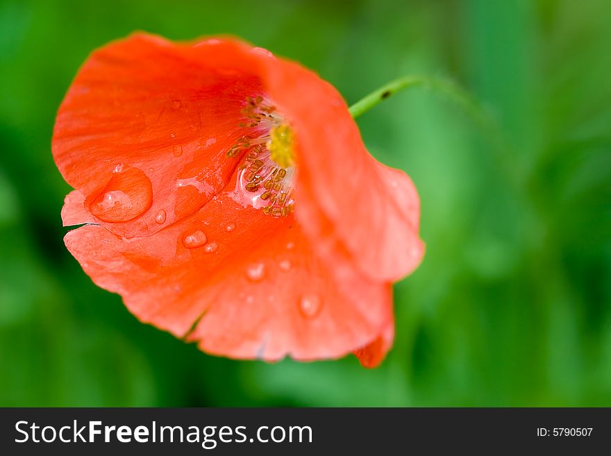 Macro of red poppy with rain drops background