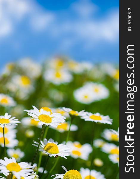 Meadow with white daisies and blue skies background