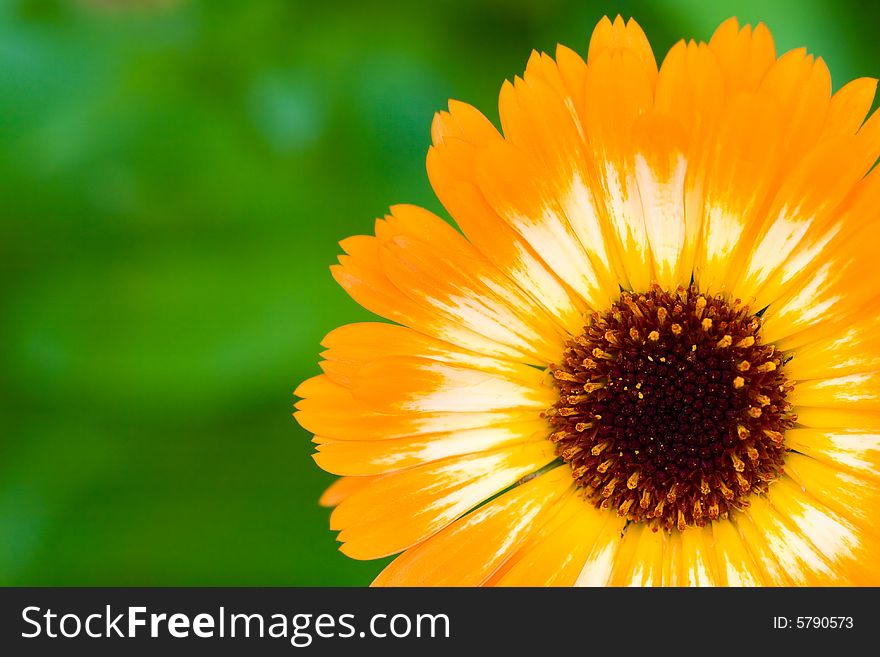 Orange unusual marigold flower