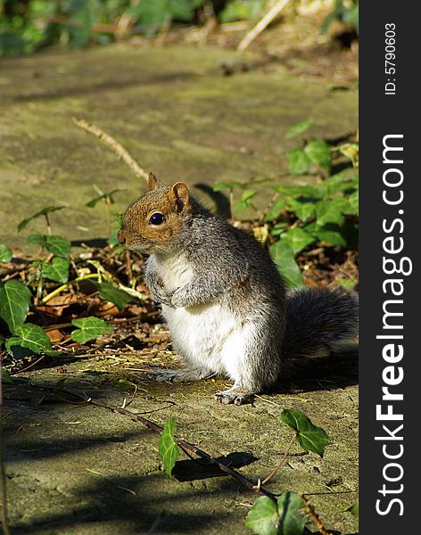 Cheeky squirrel foraging for food in the autumn late afternoon sunshine