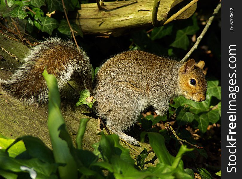 Cheeky squirrel foraging for food in the autumn late afternoon sunshine