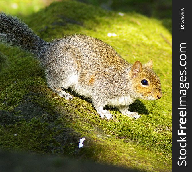 Cheeky squirrel foraging for food in the autumn late afternoon sunshine