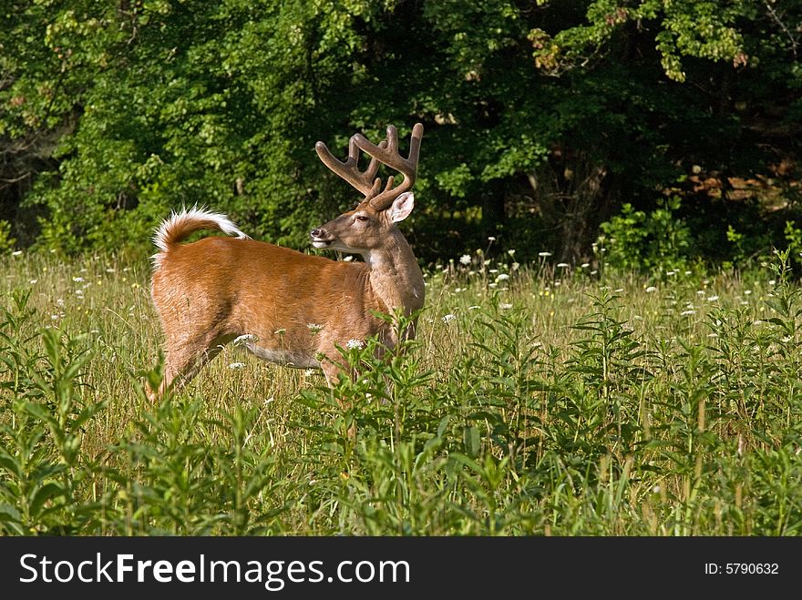 A shot af a large buck looking over his back. A shot af a large buck looking over his back.