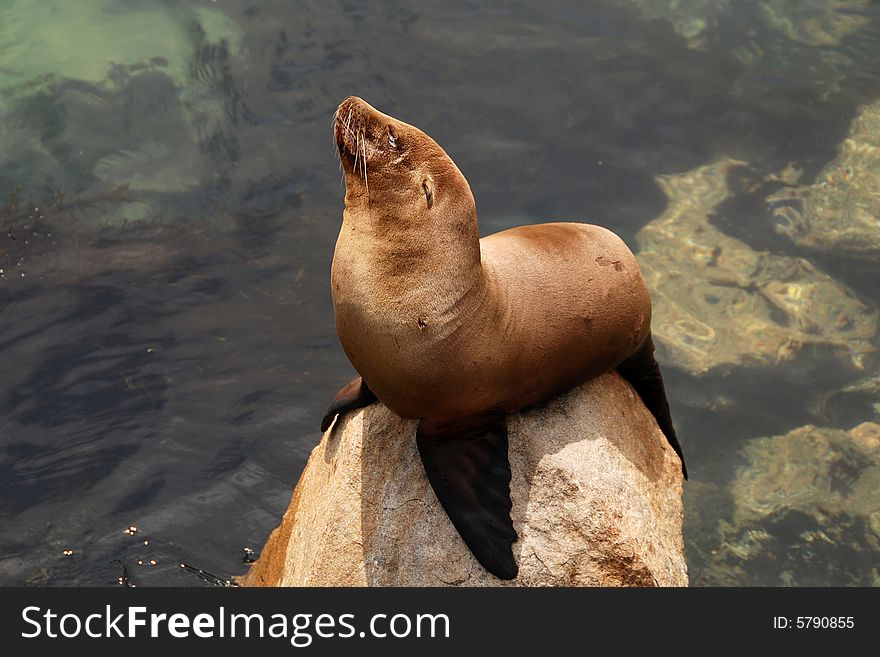 California sea lion off of a pier in monterey california