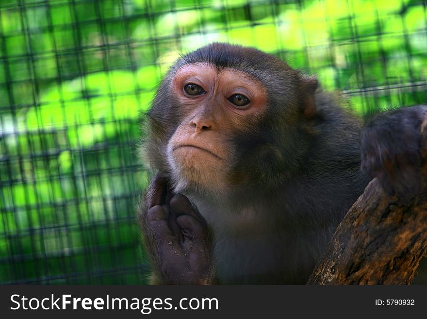 A lonely monkey in the cage