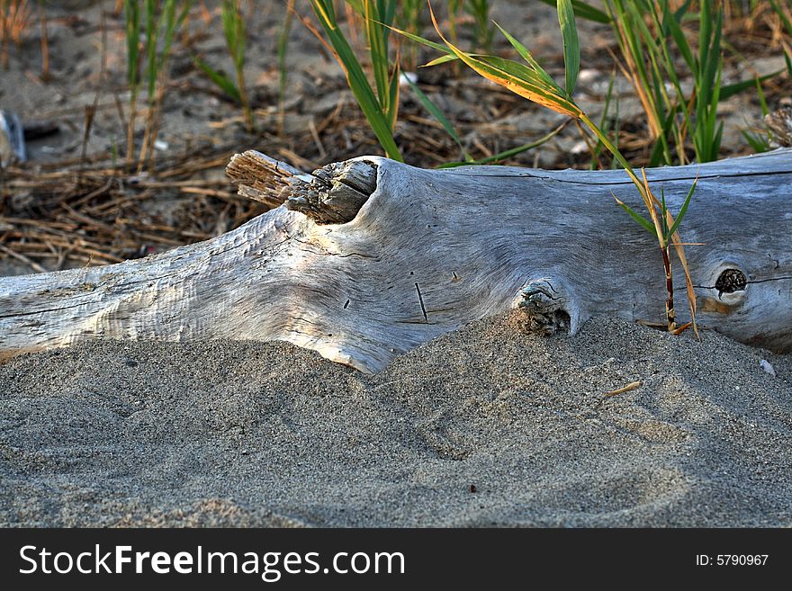 Vivid picture of driftwood at the beach. Vivid picture of driftwood at the beach.