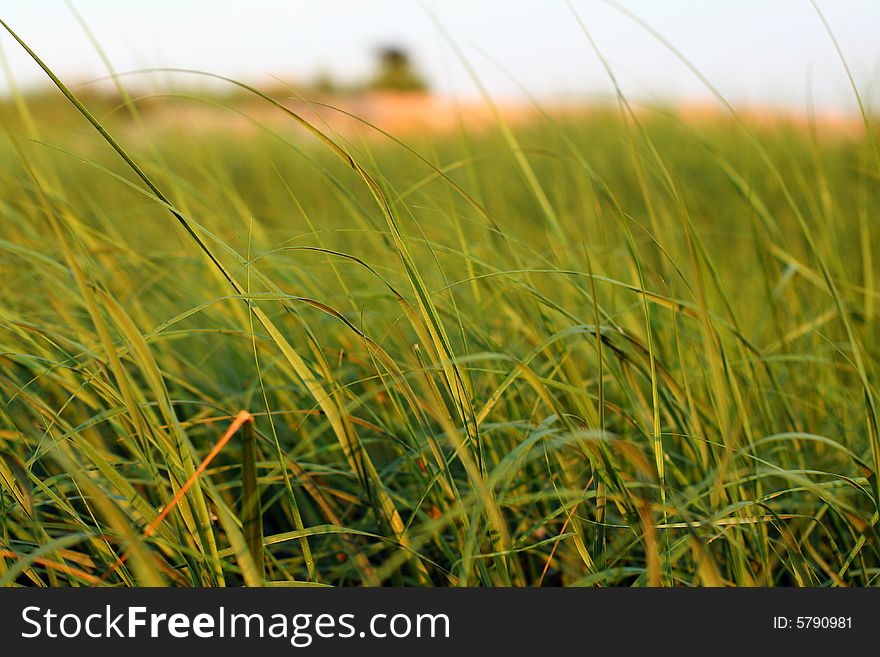 Long blades of sea grass at the beach