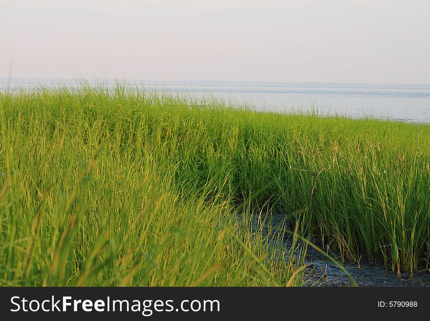 Vivid green sea grass at the shoreline