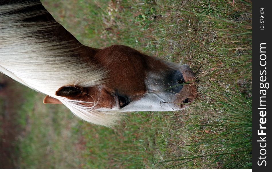 A horse eating in a field in summer.