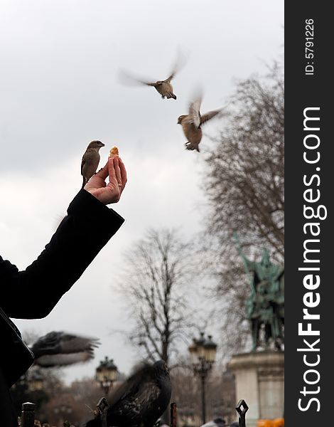 France, Paris: Feeding the sparrows