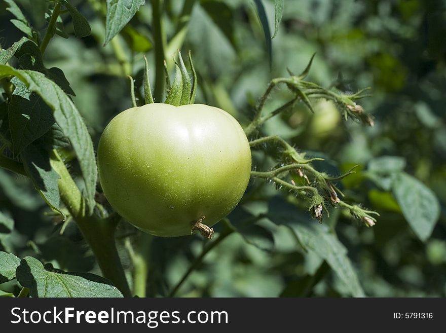 Fresh green tomato in the garden