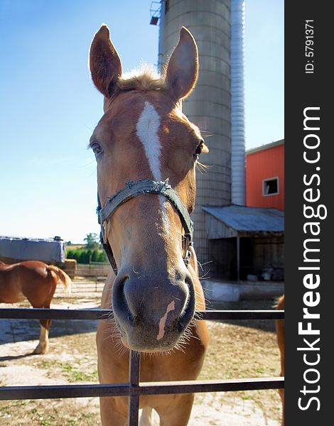 Close up of an adolescent horse on a farm