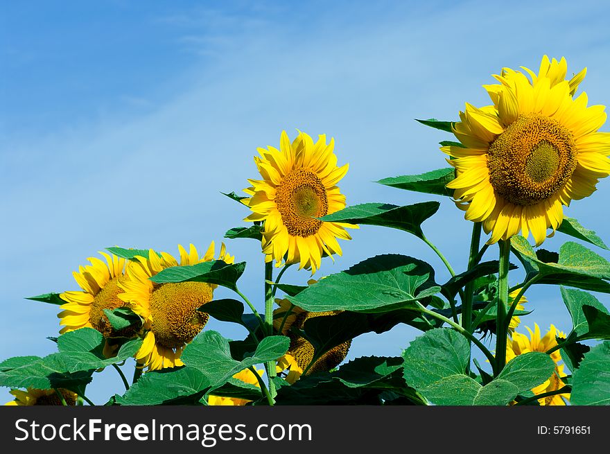 Sunflower on blue sky background. Sunflower on blue sky background