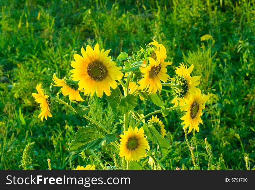 Shot of multi sunflower landscape