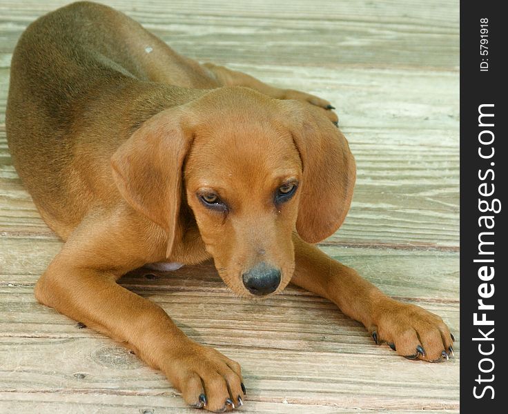 Portrait of brown baby dog sitting in the garden. Portrait of brown baby dog sitting in the garden