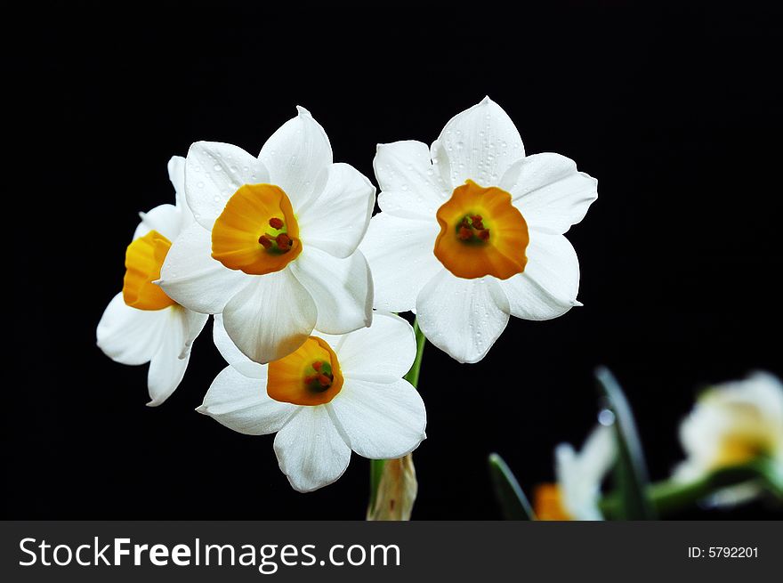 Close-up shooting to narcissus on black background