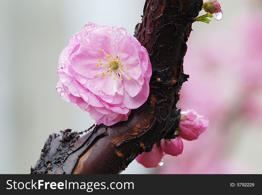 A closeup shooting to plum blossom in light background