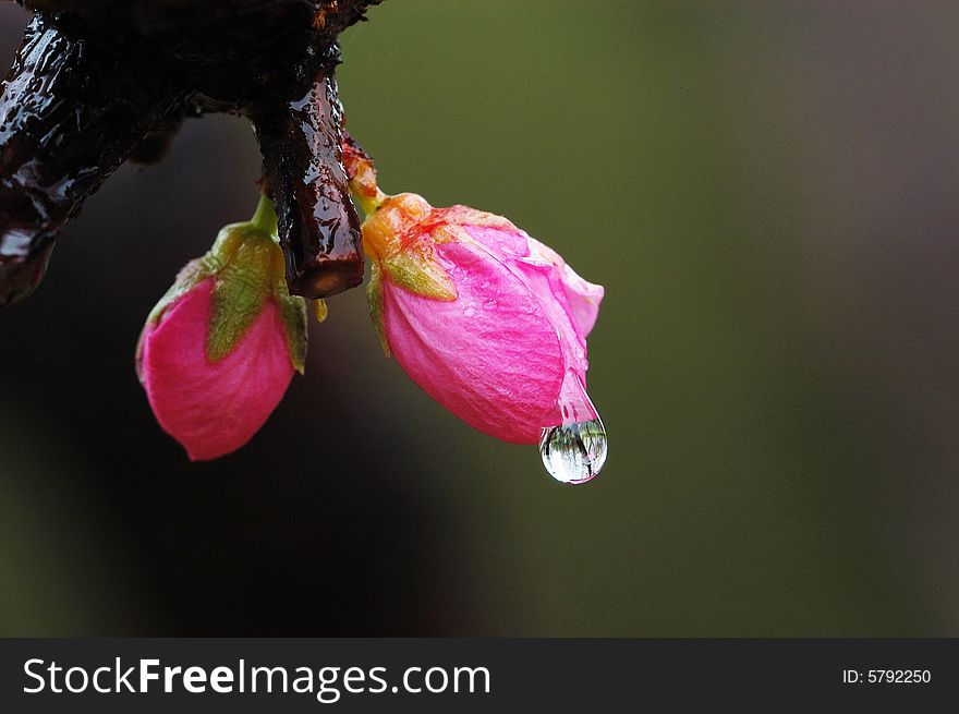 Plum bud with bead in raining。