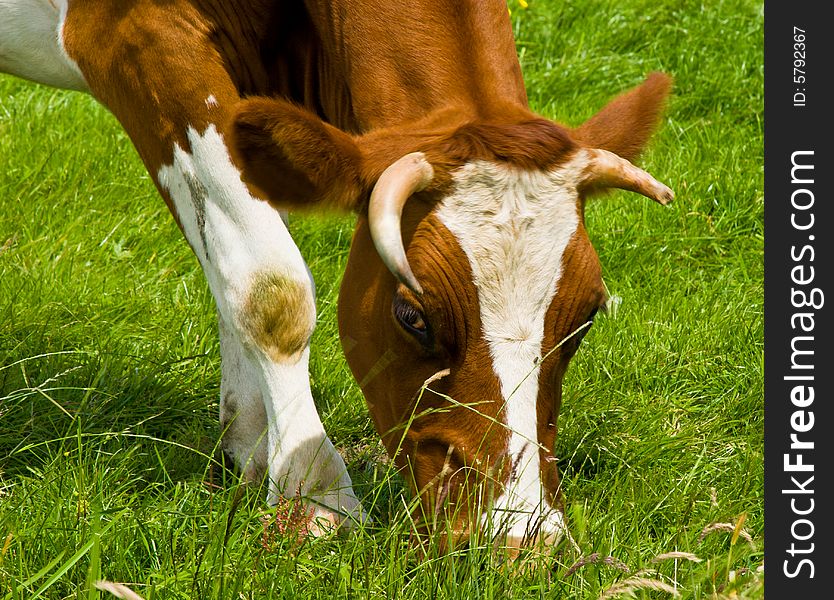 Portrait of a cow eating grass. Portrait of a cow eating grass.