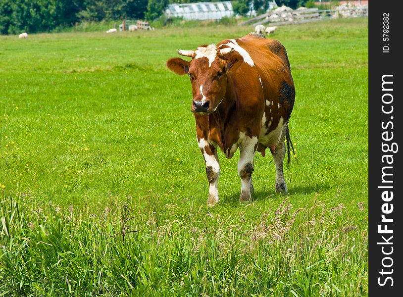 Cow walking on a Field. Cow walking on a Field