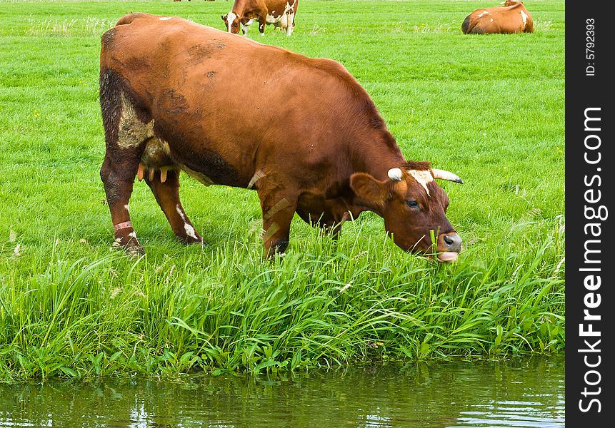 Cows walking on a Field. Cows walking on a Field