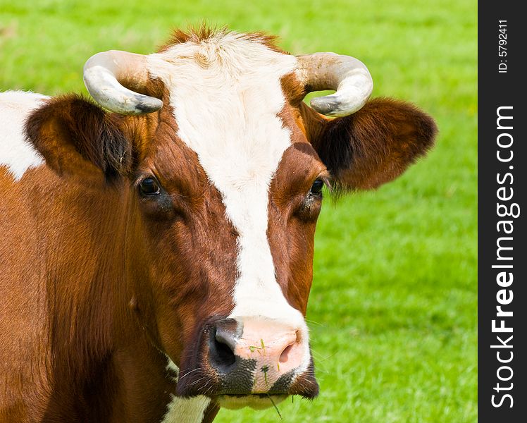 Close-up portrait of a cow. Close-up portrait of a cow