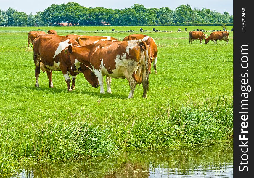 Cows playing on a Field. Cows playing on a Field