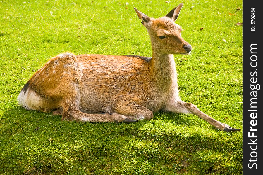 Young deer laying on a grass.