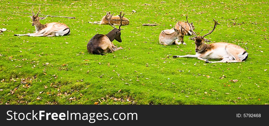 Group of deers laying on a grass.