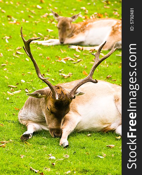 Deer laying on a grass. Deer laying on a grass.