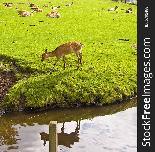 Young Deer by water. A group of deers on the background. Young Deer by water. A group of deers on the background.