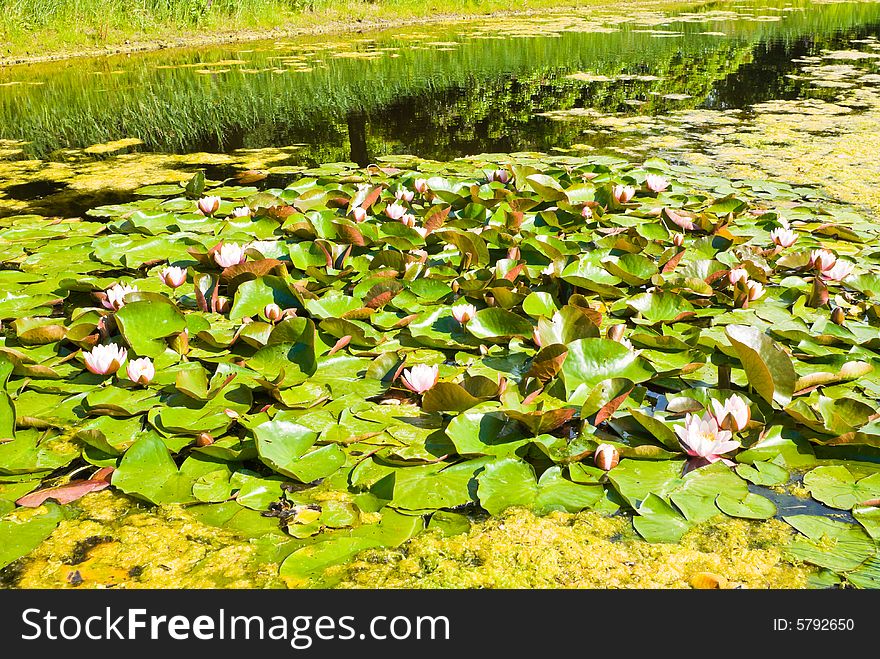 Nature scene: water lilies in a pond