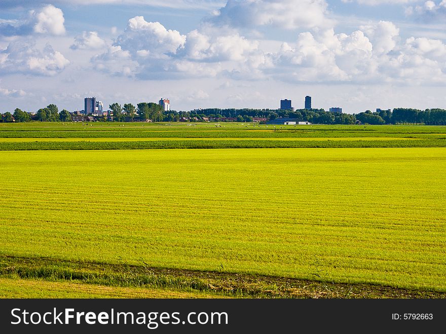 Meadow covered with grass. Skyscrapers on the background. Meadow covered with grass. Skyscrapers on the background.