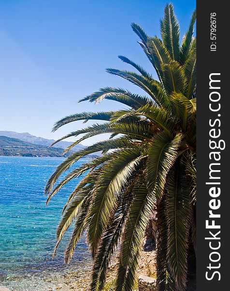 Palm tree on a beach. Samos Island, Greece.