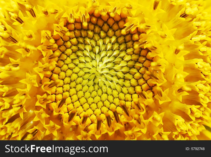 Macro shot of yellow sunflower. Macro shot of yellow sunflower