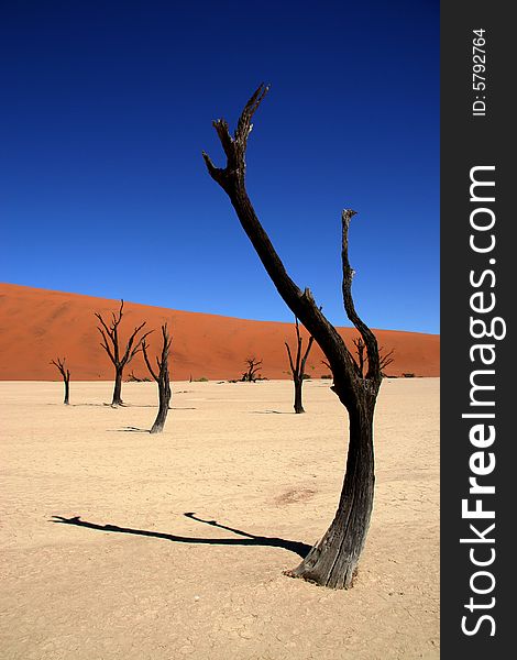 Dead acacia trees at Dead Vlei, Namib desert, Sossusvlei, Namibia. Dead acacia trees at Dead Vlei, Namib desert, Sossusvlei, Namibia