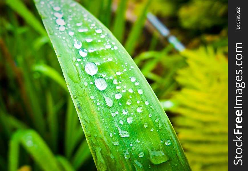 A sheet of grass after rain