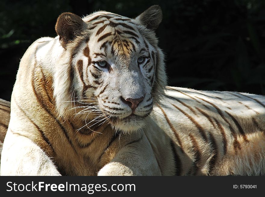 Nice picture of a white tiger