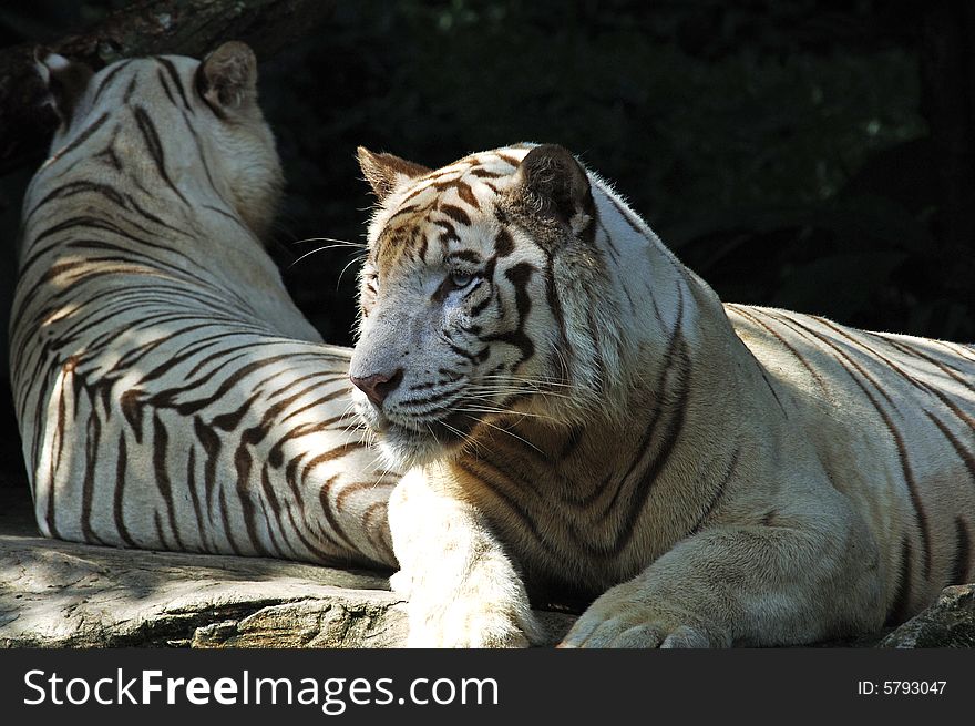 Nice view of a White tiger family