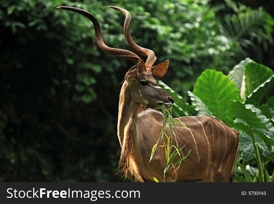 Picture of a nice antelope in the tropical forest