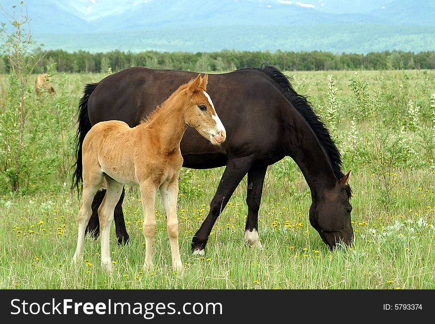 Foal with ma on pasture on the safe side