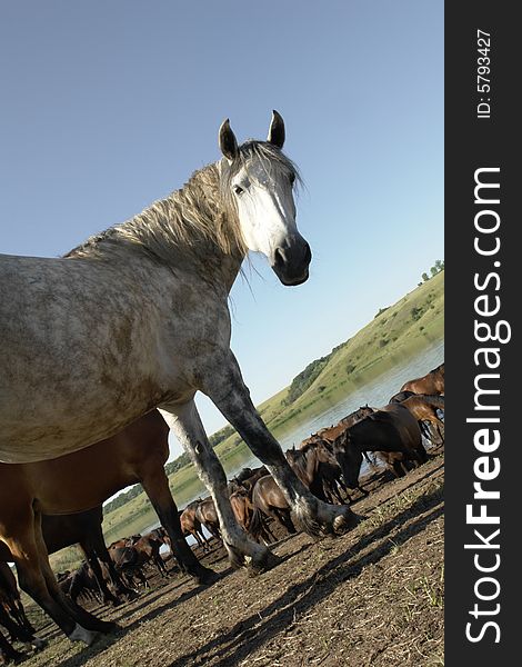 Horses on a pasture in  summer