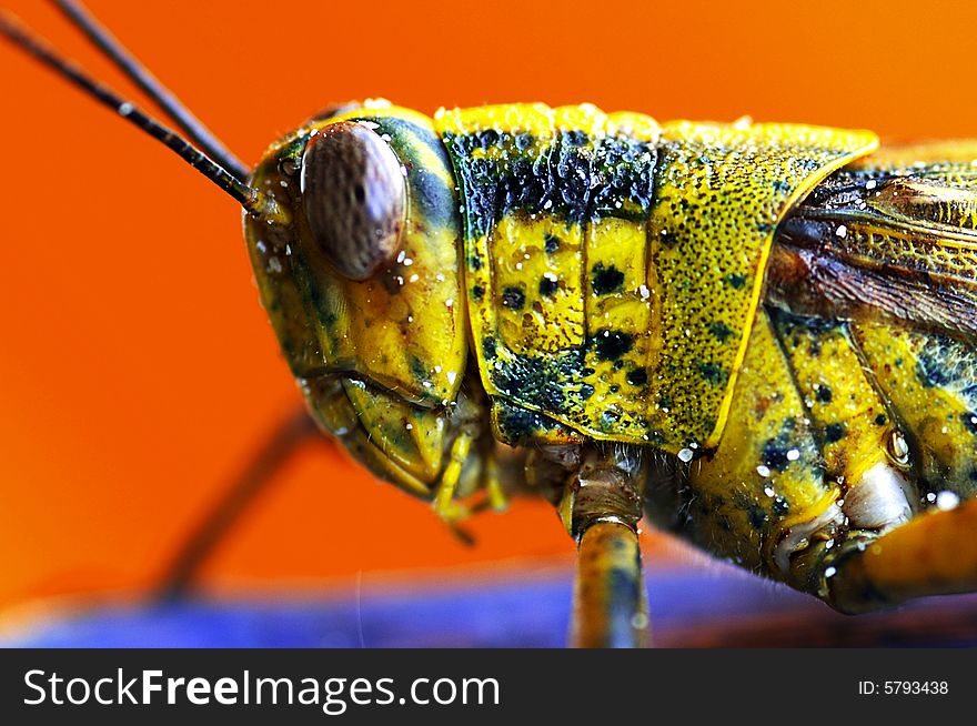 Colorful grasshopper